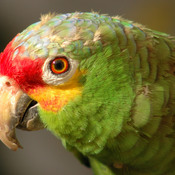 Red-lored Parrot